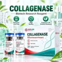 CGE Colagenase C-MAM-03 para dissociação do tecido mamário